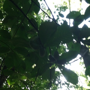 paw paw in tree
