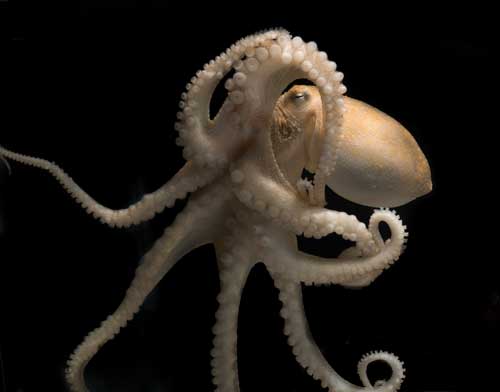 smart octopus