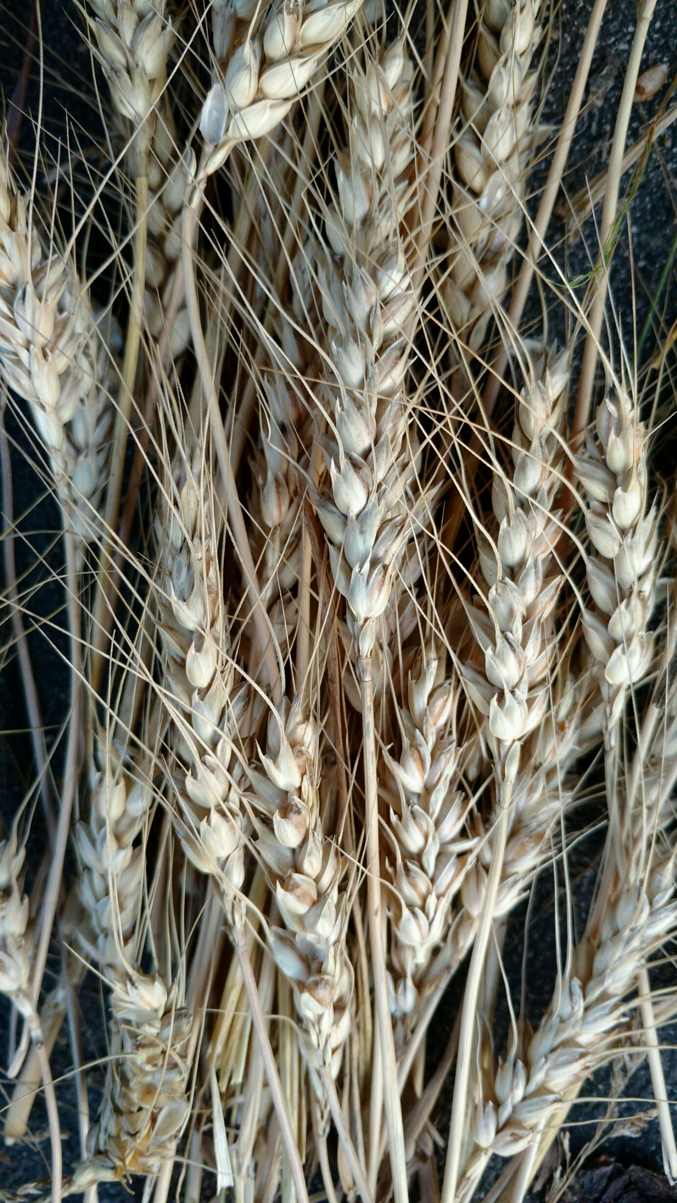 wheat stalks